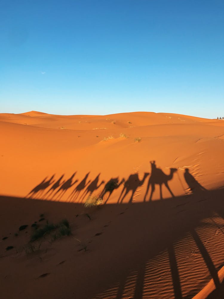 Shadows Of A Camel Caravan In The Desert