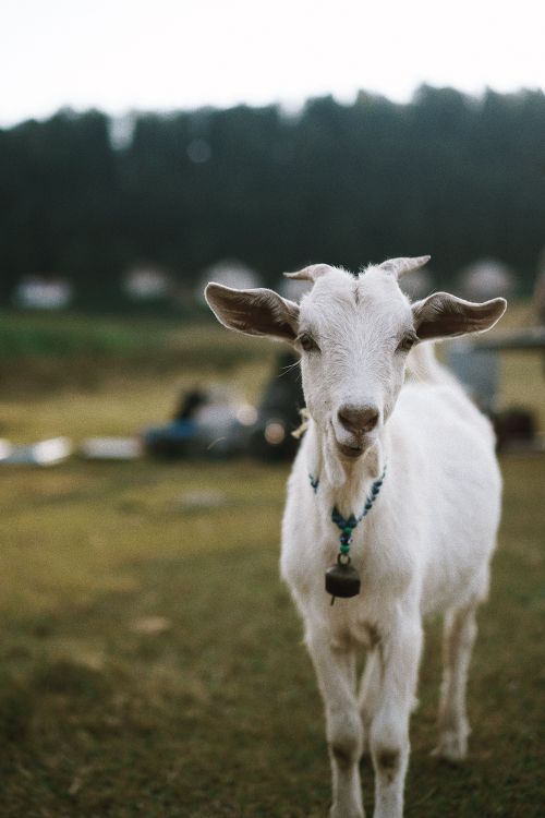 Free A close-up of a white goat with a bell in a picturesque countryside landscape. Stock Photo