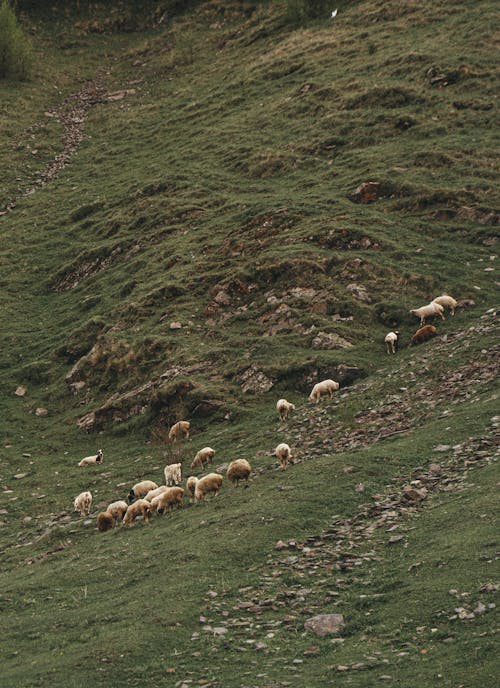 Darmowe zdjęcie z galerii z owca, pastwisko, rolnictwo