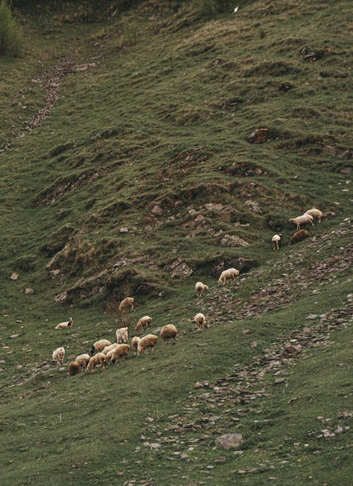 arazi, büyükbaş hayvan sürüsü, gün ışığı içeren Ücretsiz stok fotoğraf