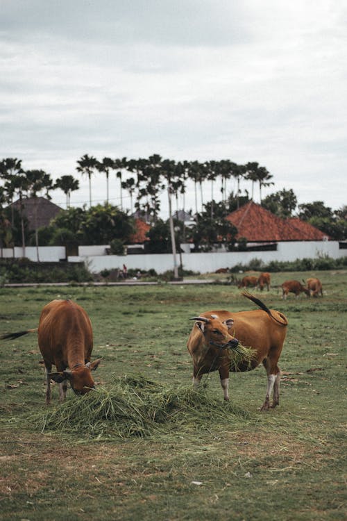 Darmowe zdjęcie z galerii z gospodarstwo, krowy, pasący się