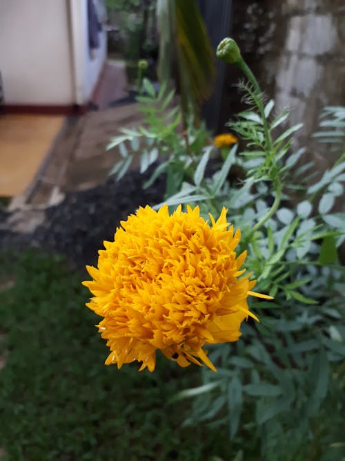 黄色い花の無料の写真素材
