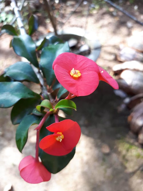 赤い花の無料の写真素材