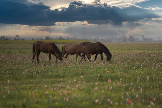 Tranquil scene of horses grazing under a dramatic cloudy sky in Pampore's lush meadows.
