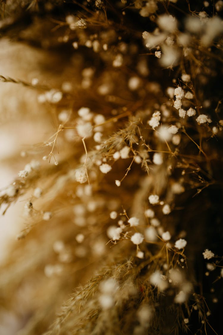 Tiny White Flowers With Dried Leaves