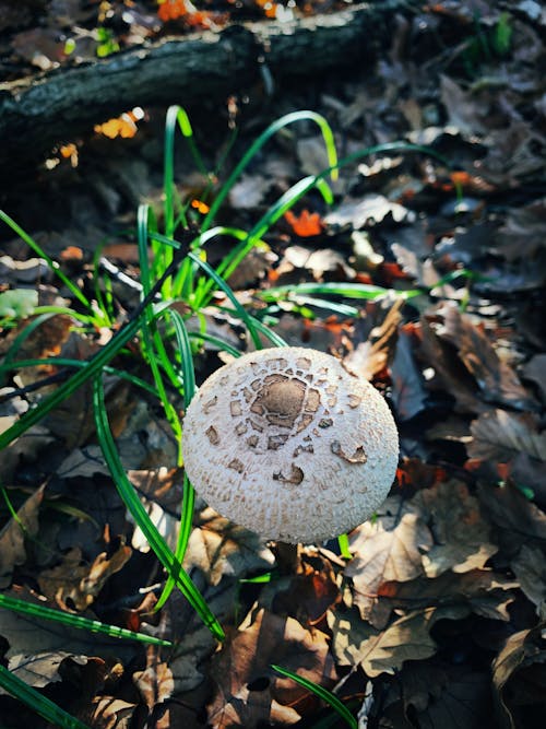 A Mushroom Near the Green Grass