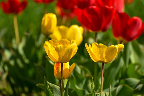 Foto profissional grátis de aumento, de flores, delicado