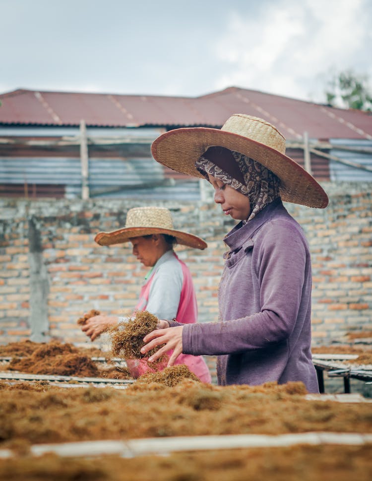 Women In Straw Hats Drying Tobacco