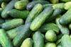 Free stock photo of agriculture, cucumber, cucumbers Stock Photo