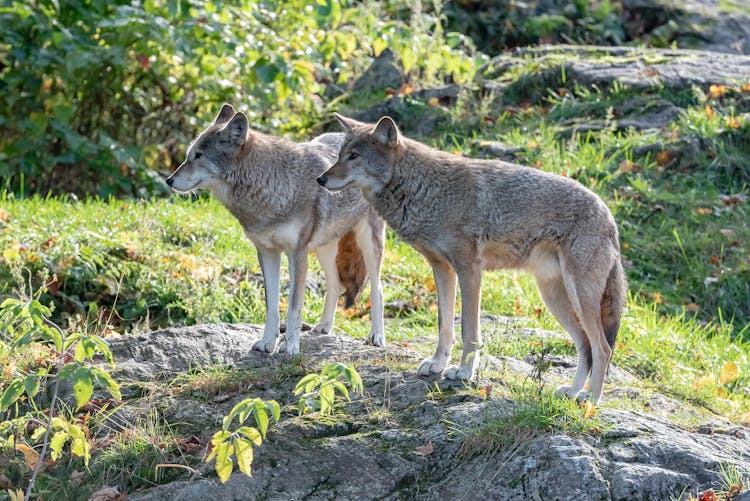 Wolves In A Forest