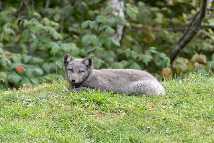 Baby Fox Lying In Grass