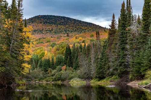 Immagine gratuita di alberi, autunno, collina