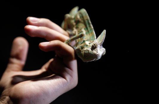 chameleon photo