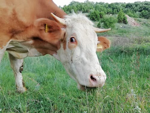 Бесплатное стоковое фото с корова, природа, растерянный