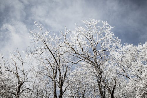 Árvores Murchas Cobertas De Neve Sob O Céu Nublado