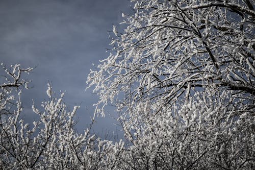 Besneeuwde Bomen