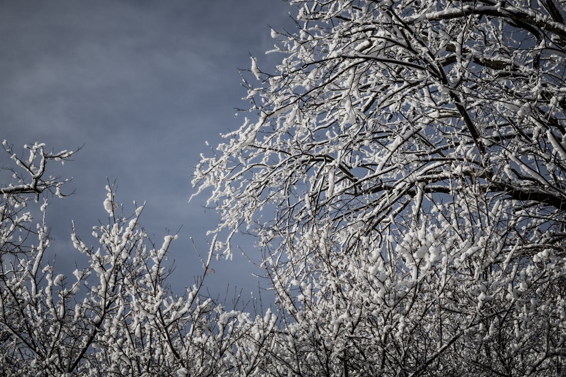 Arbres Aux Sommets Enneigés