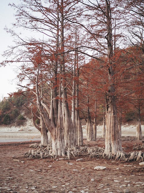 Red Swamp Cypress Tree Wood