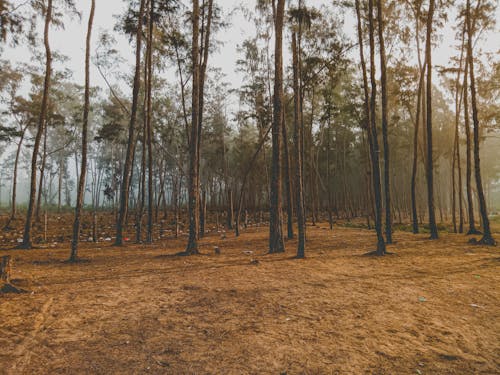 Ingyenes stockfotó 4k-háttérkép, a természet szépsége, erdei fák témában