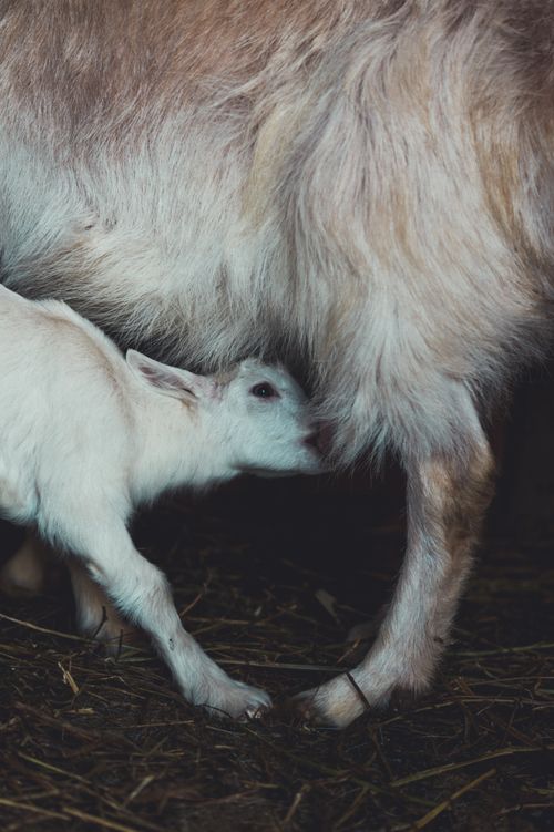 Free Adorable young goat suckling its mother in a close-up livestock scene. Stock Photo