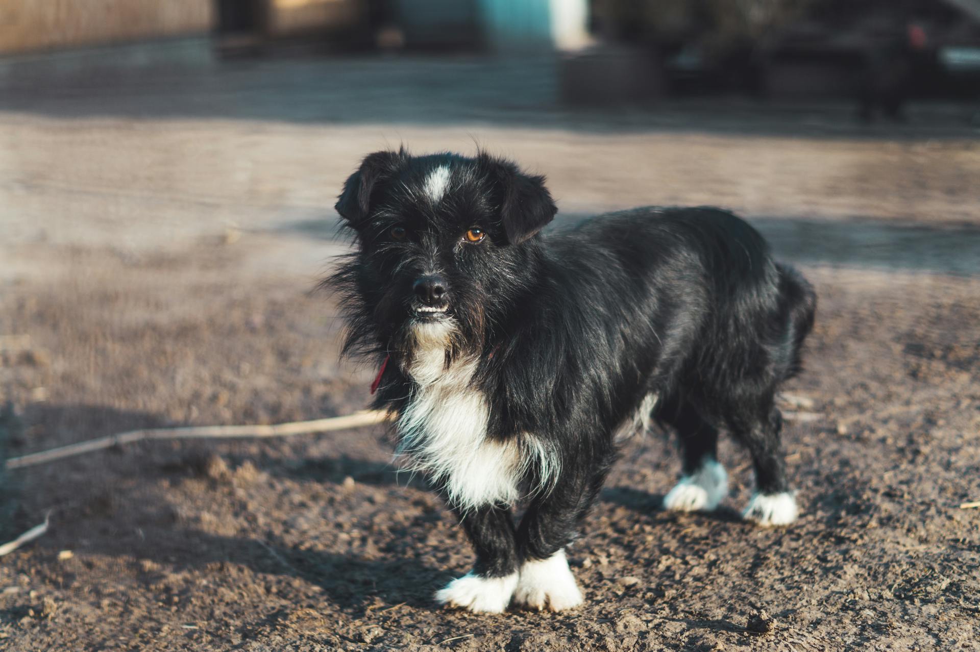 Close-up of Black and White Dog