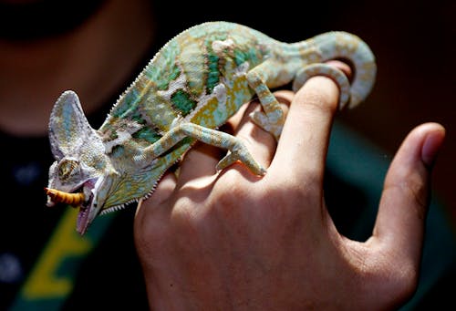 Bezpłatne Zielony I Szary Kameleon Jedzący Brązowy Inswct Zdjęcie z galerii