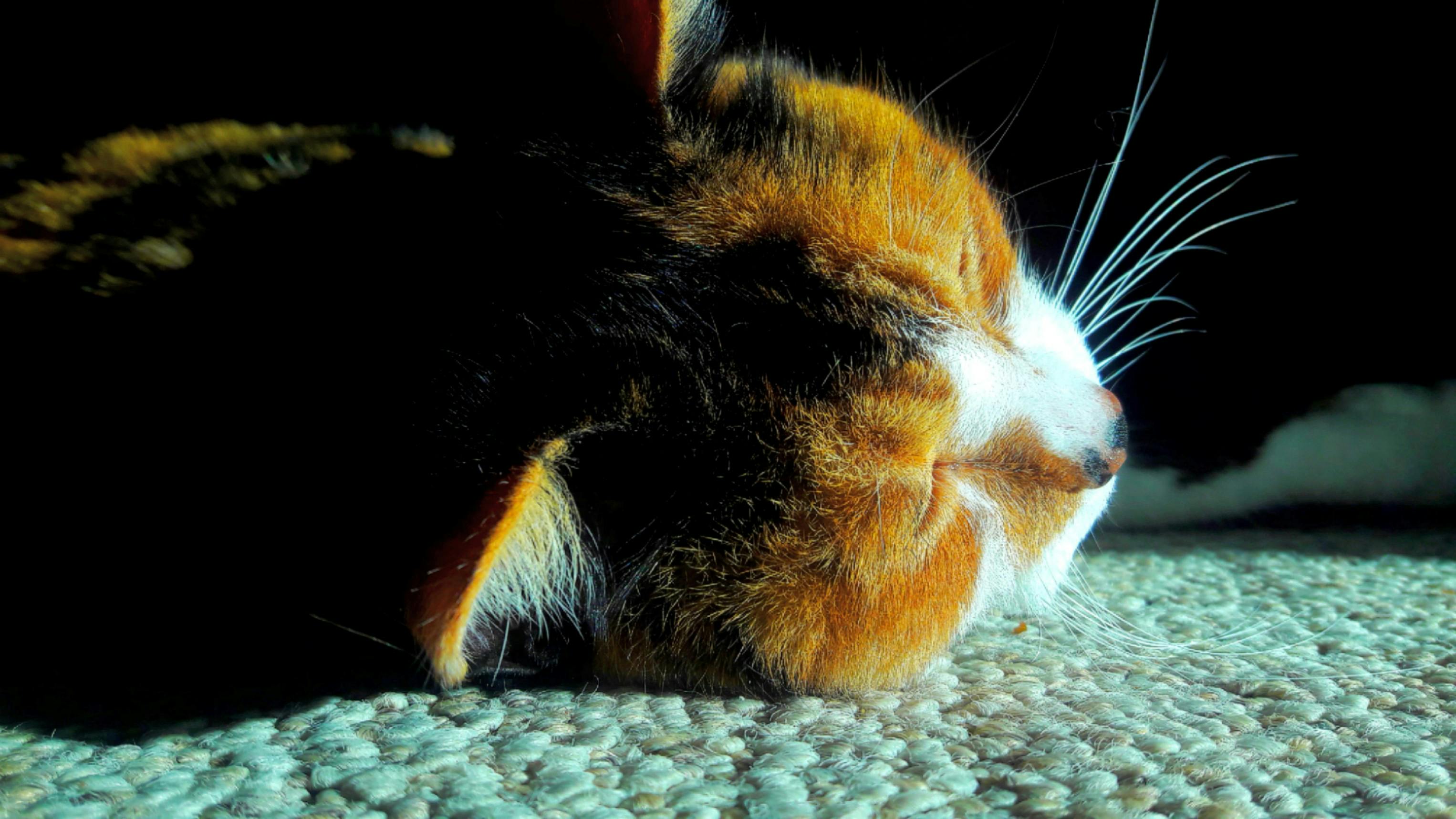 カリコ猫 かわいい動物 ネコの無料の写真素材