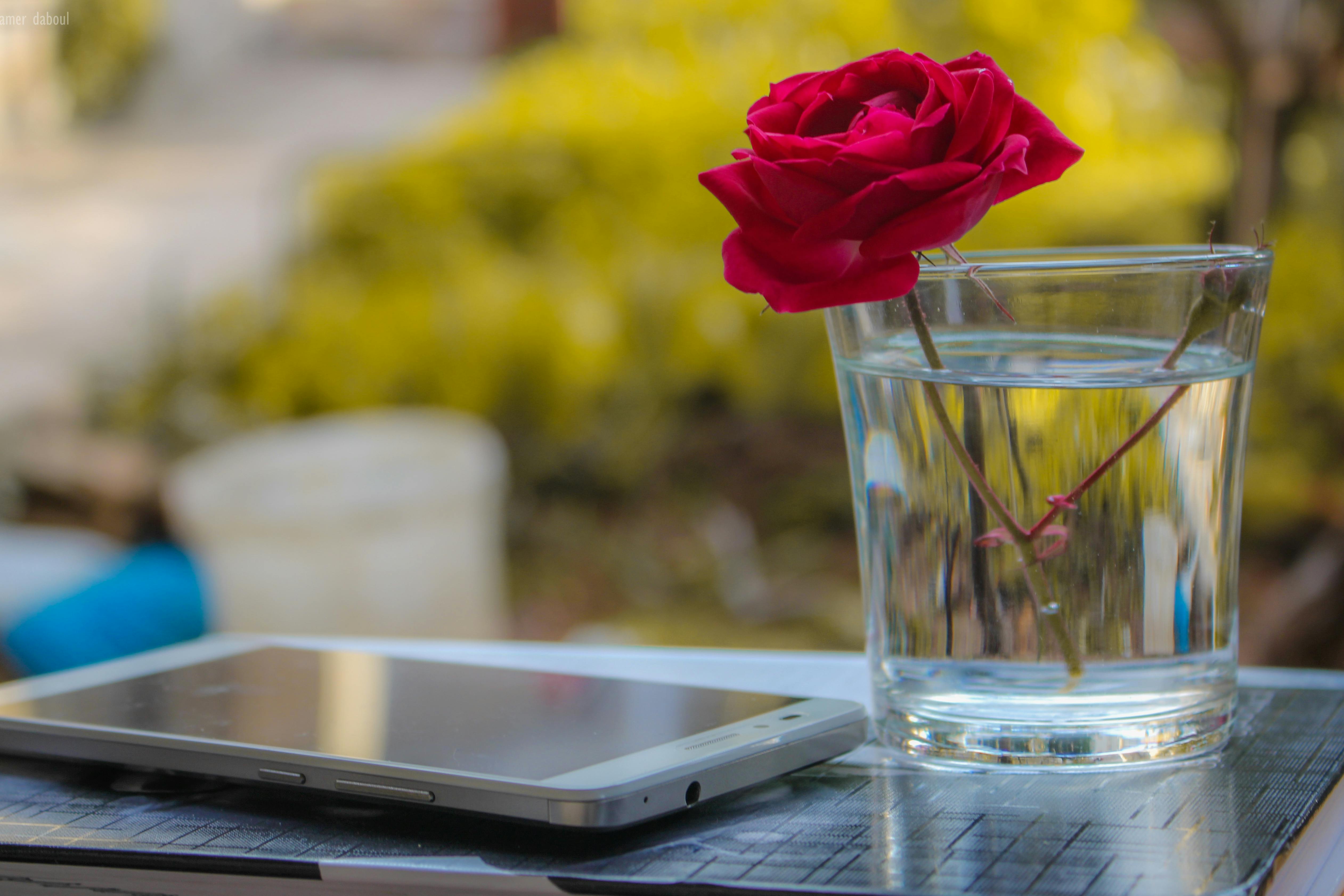 White Android Smartphone Near Clear Glass Vase With Red Rose · Free