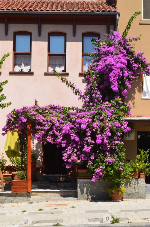 Free A beautiful house facade in Istanbul adorned with vibrant pink bougainvillea, capturing summer's essence. Stock Photo