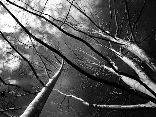 树木灰度低角度摄影