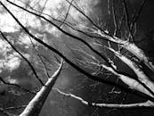 在戏剧性的多云天空下，黑白图像中光秃秃的树枝伸向天空