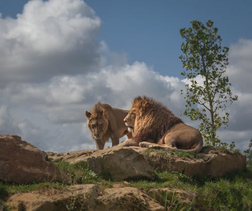 Základová fotografie zdarma na téma dier, leeuw, lev