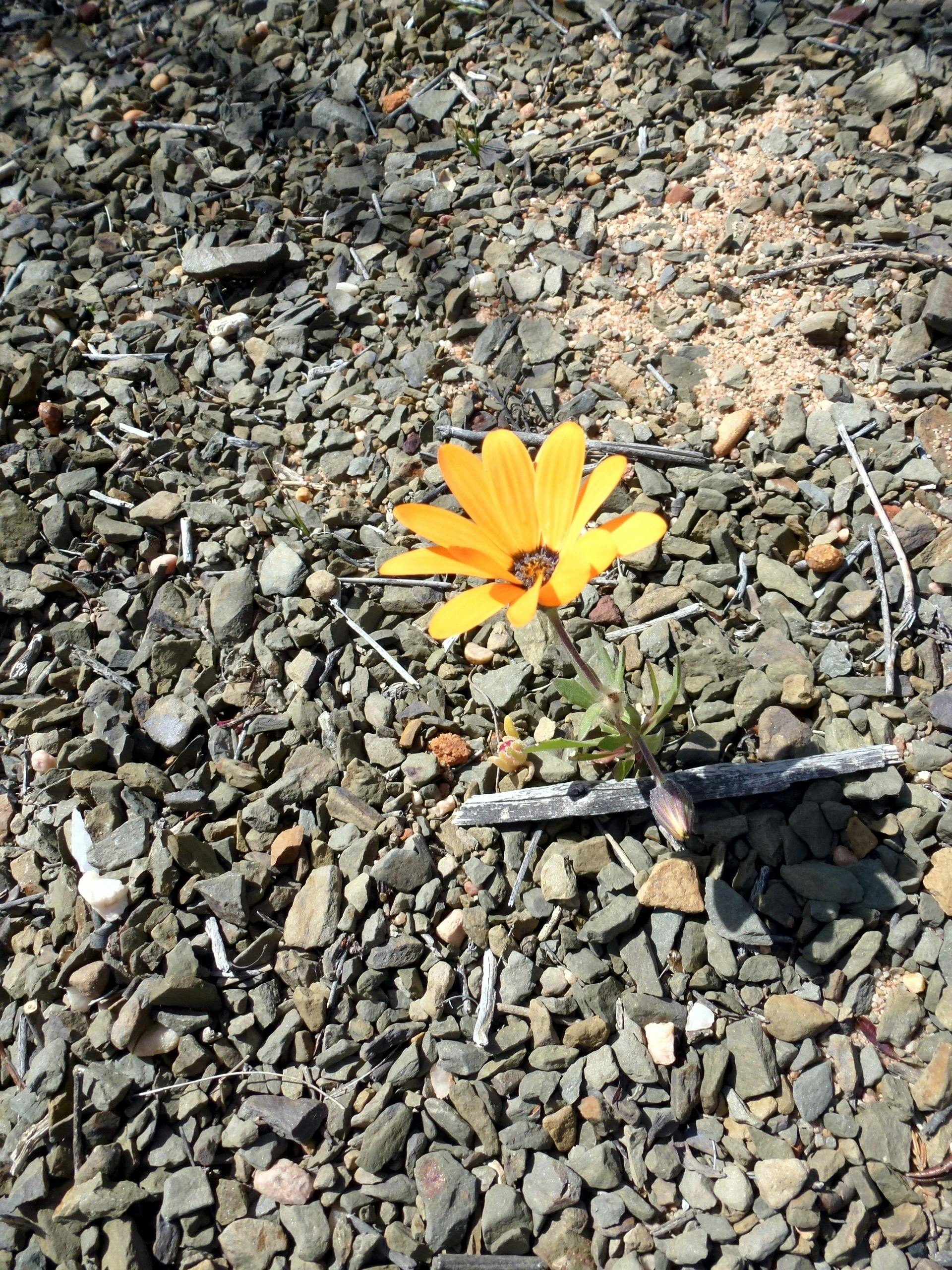 Free stock photo of hardy, harsh environment, lone flower