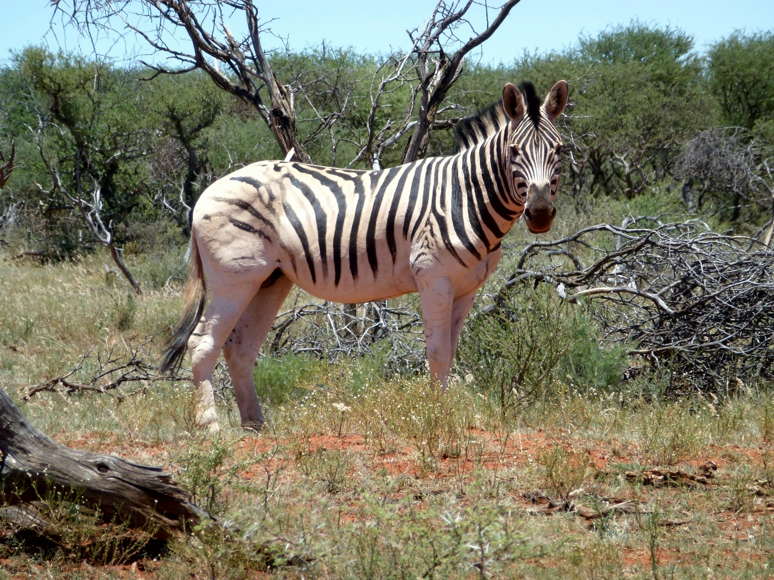 Zebra near bushes | Photo: Pexels