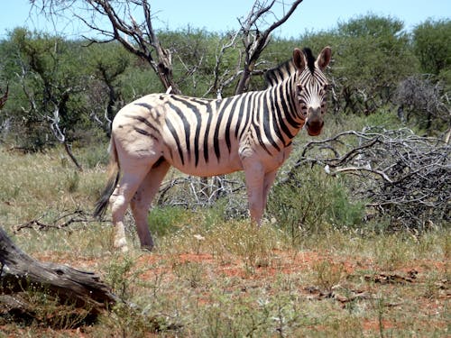 Zebra Near Log and Bushes