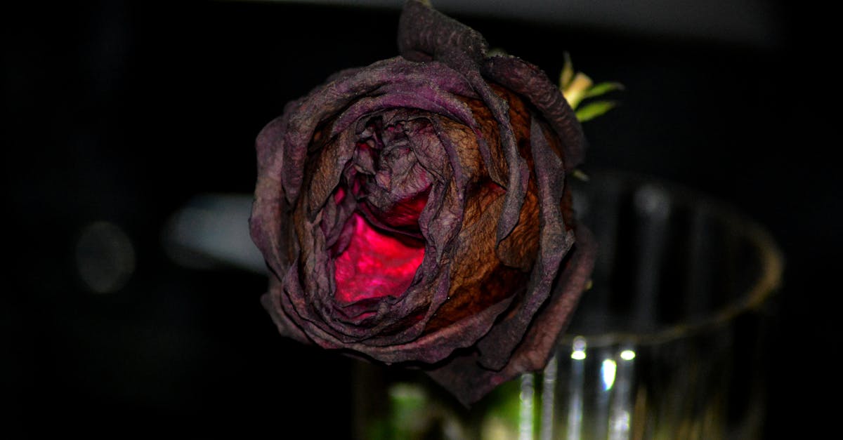 Free stock photo of big rose, dried rose, dry rose