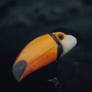 Exotic toco toucan bird with large bright orange beak sitting on tree in zoological park
