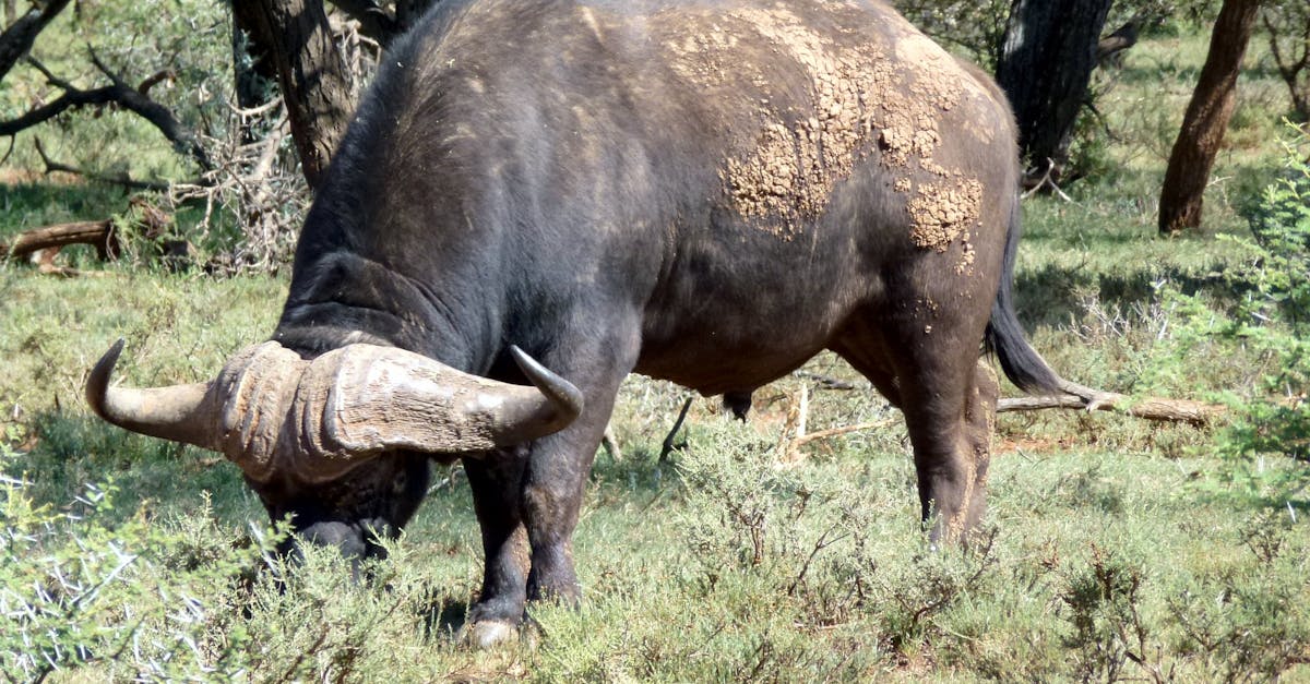 Free stock photo of african buffalo, grazing, nature