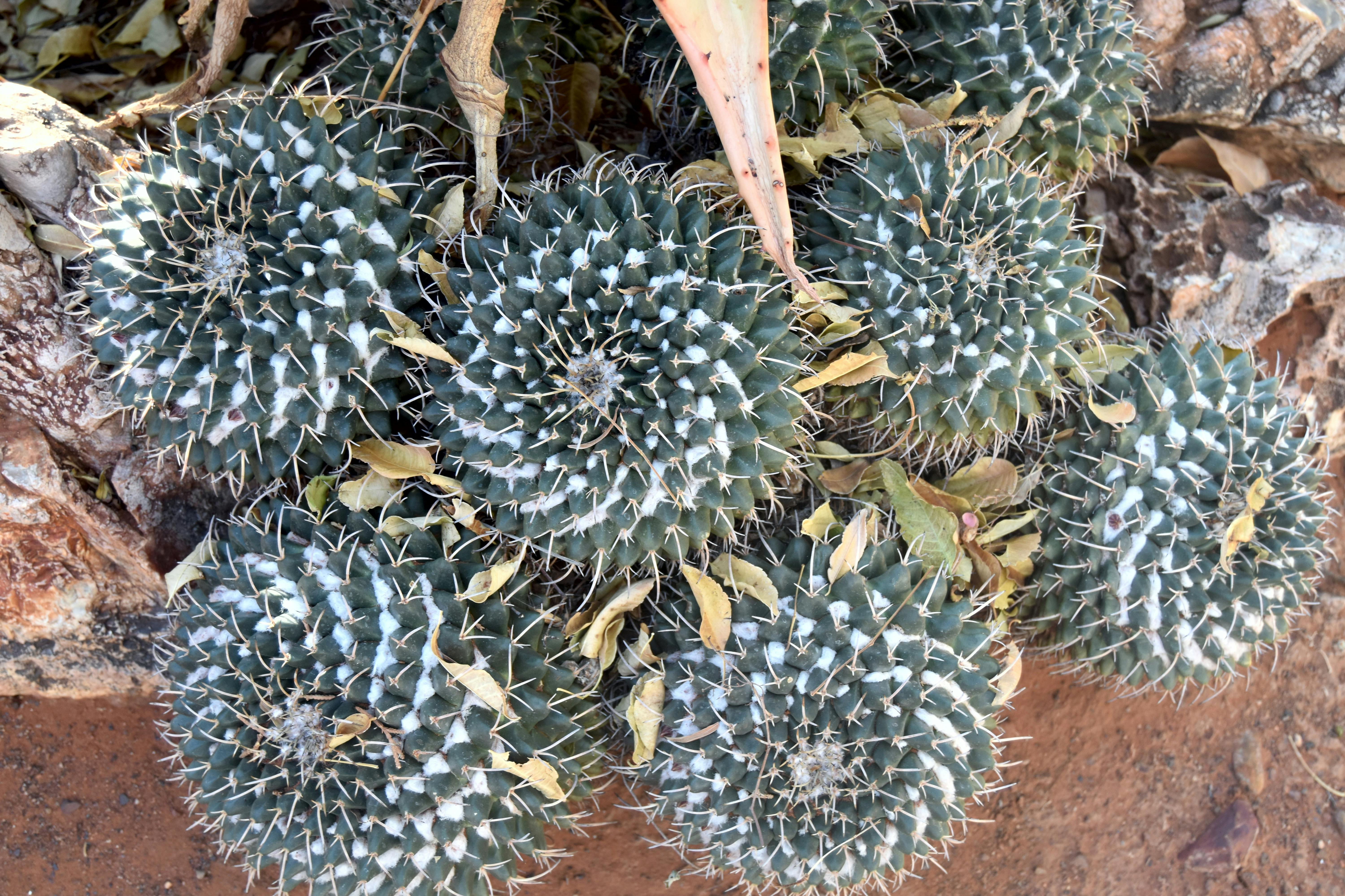 Free stock photo of desert, hardy, plant