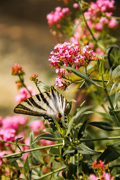 Close-Up Shot of a Butterfly Perched on a Pink Flower