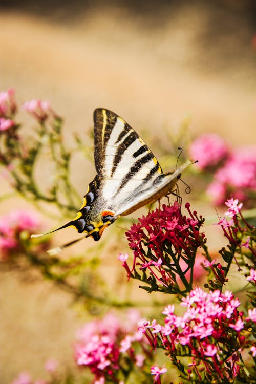 Free White and Black Butterfly Perched on Pink Flower Stock Photo
