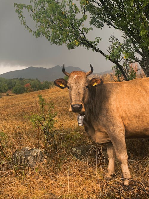 A Brown Cow on a Grassy Field