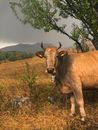 Brown Cow on Green Grass Field