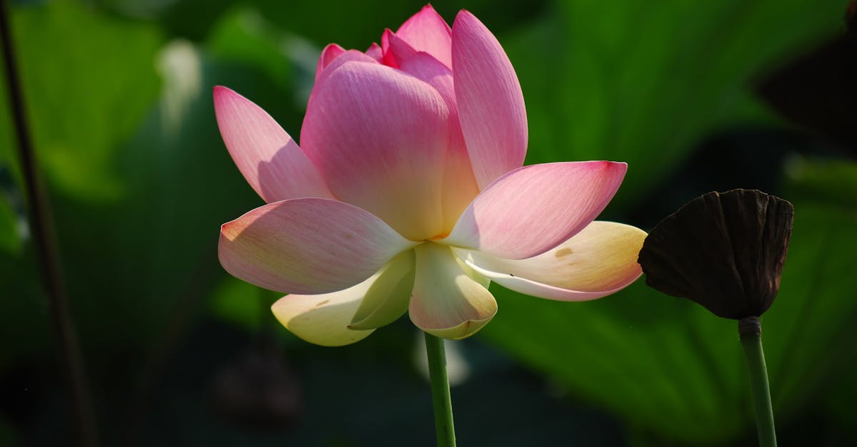 Free stock photo of flower, lotus, macro photo