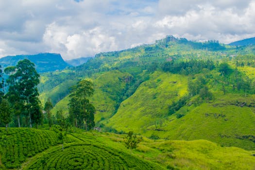 在多云的天空下，乡村景观中郁郁葱葱的青山和突出的茶园构成了一幅壮丽景色