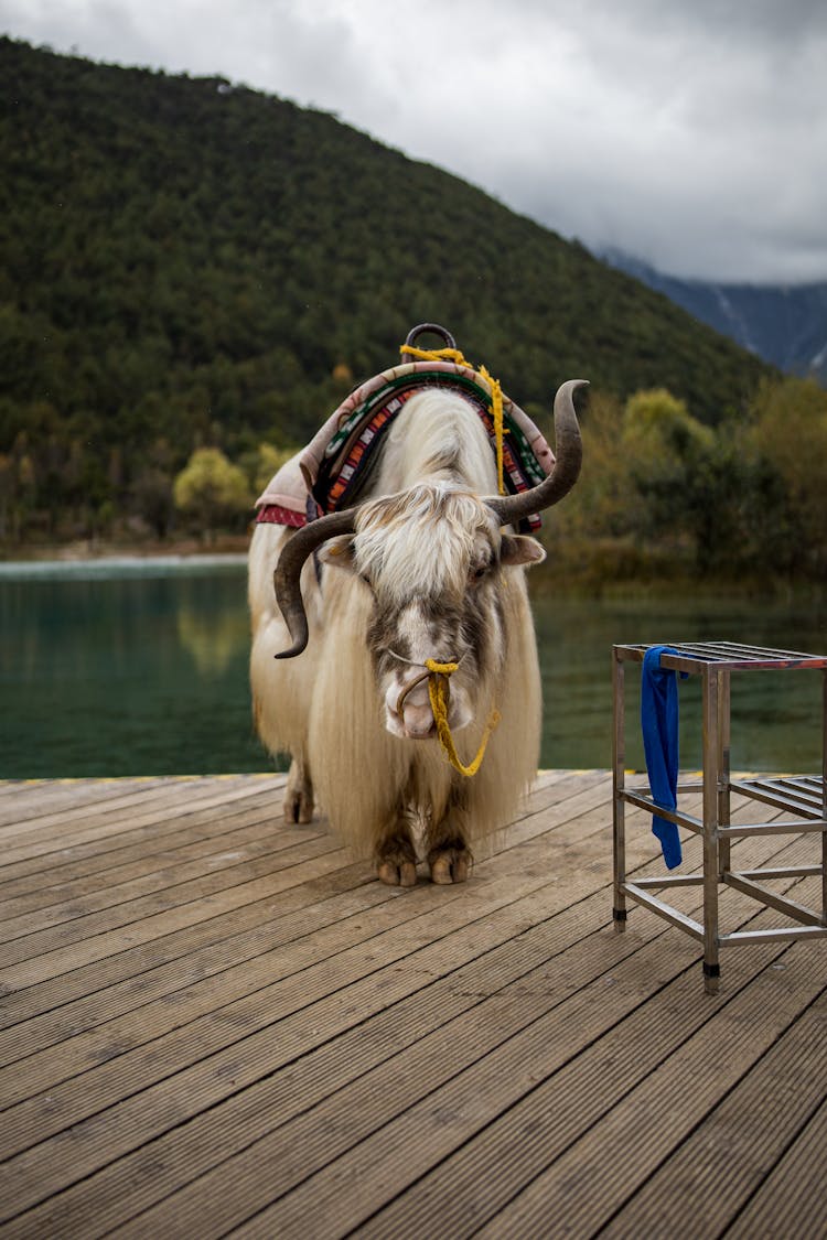 A Brown Yak On A Wooden Dock