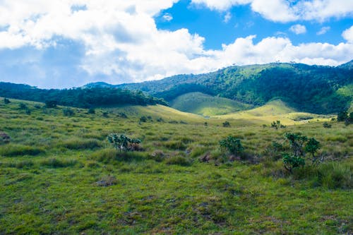 Campo De Hierba Verde