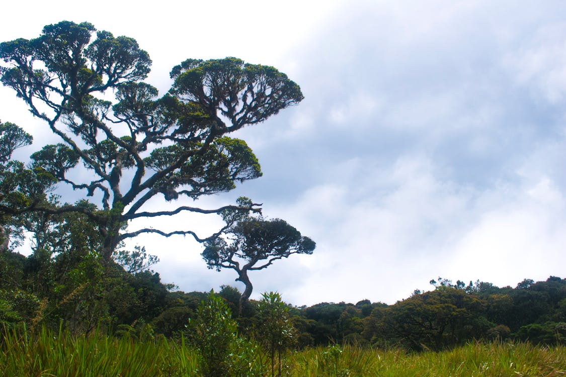 Green-leafed Tree