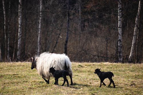 Безкоштовне стокове фото на тему «вівці, дерева, дитина овець»