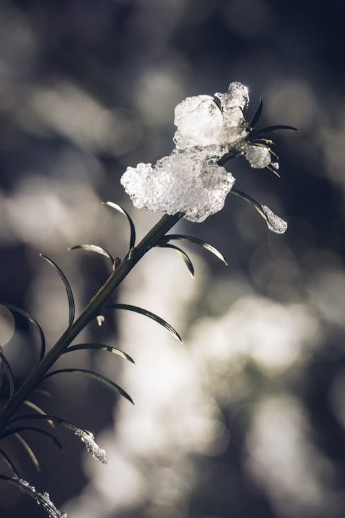 Plant Covered With Ice